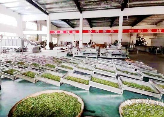 麻城龟山茶叶，龟山岩绿属于什么茶（麻城龟山镇聚力打造龟山岩绿茶文化产业园）