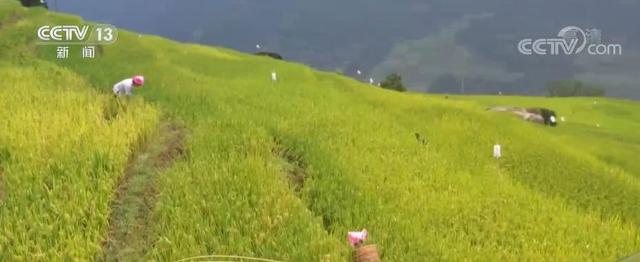 龙脊梯田在广西哪个县，广西龙脊梯田简介（广西龙胜大寨村）