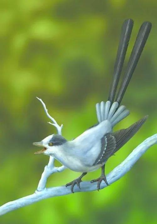 南方有鸟，名为鹓鶵，微信头像，南方有鸟，名为鹓鶵（1.2亿年前“神鸟”这样选）