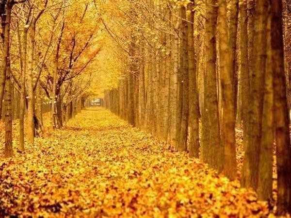 银杏树简介，实磊：我爱中国的银杏树（银杏树的图片大全）