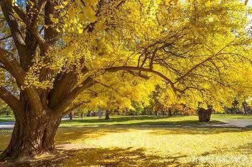 银杏树简介，实磊：我爱中国的银杏树（银杏树的图片大全）