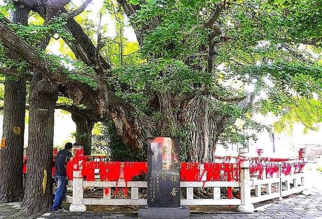 银杏树简介，实磊：我爱中国的银杏树（银杏树的图片大全）