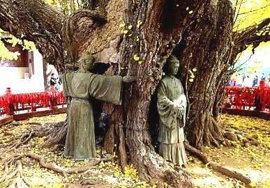 银杏树简介，实磊：我爱中国的银杏树（银杏树的图片大全）