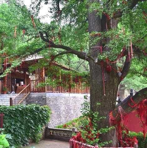 银杏树简介，实磊：我爱中国的银杏树（银杏树的图片大全）