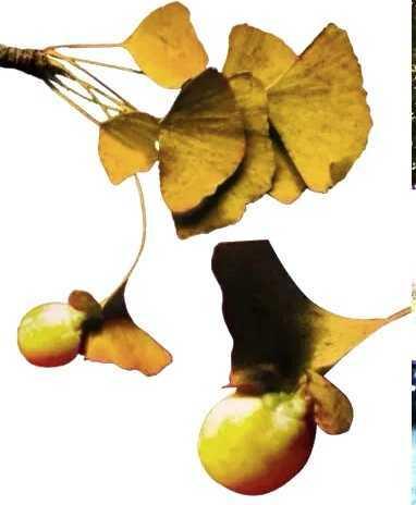 银杏树简介，实磊：我爱中国的银杏树（银杏树的图片大全）