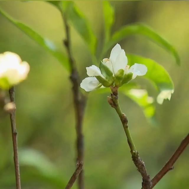 桃花是什么季节开的，杏花是什么季节开的（这里的桃花9月绽放……桃花）