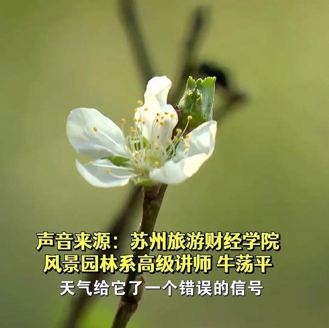 桃花是什么季节开的，杏花是什么季节开的（这里的桃花9月绽放……桃花）