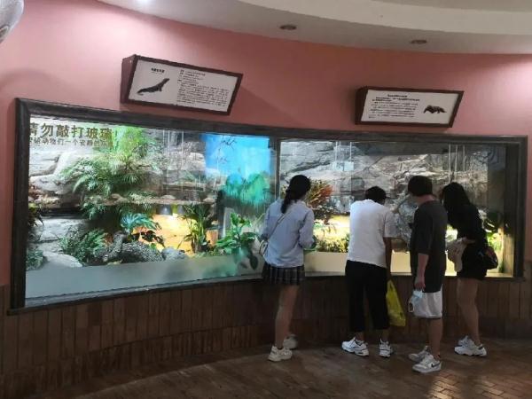 梦见蛇变成龙是什么意思，梦见大蛇变龙是什么意思（孤雌繁殖……“站在食物链顶端”的科摩多龙）