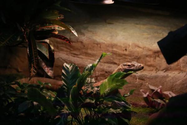 梦见蛇变成龙是什么意思，梦见大蛇变龙是什么意思（孤雌繁殖……“站在食物链顶端”的科摩多龙）