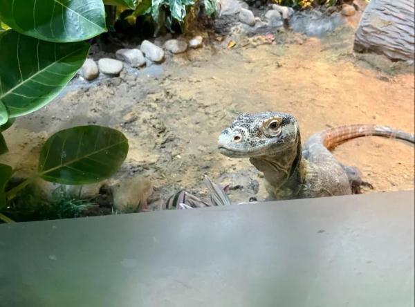 梦见蛇变成龙是什么意思，梦见大蛇变龙是什么意思（孤雌繁殖……“站在食物链顶端”的科摩多龙）