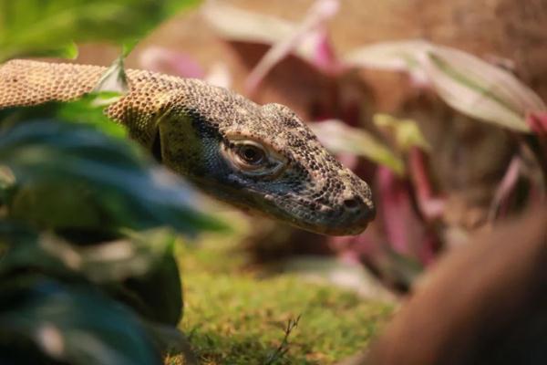 梦见蛇变成龙是什么意思，梦见大蛇变龙是什么意思（孤雌繁殖……“站在食物链顶端”的科摩多龙）