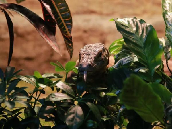 梦见蛇变成龙是什么意思，梦见大蛇变龙是什么意思（孤雌繁殖……“站在食物链顶端”的科摩多龙）