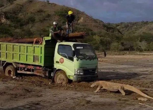 梦见蛇变成龙是什么意思，梦见大蛇变龙是什么意思（孤雌繁殖……“站在食物链顶端”的科摩多龙）