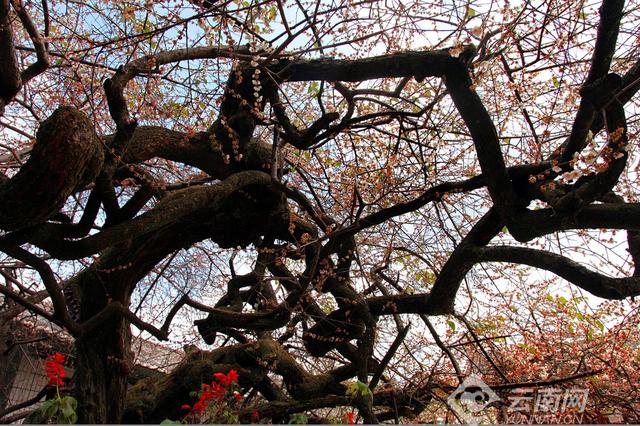 大理的景点有哪些，大理的景点都有哪些（大理29处景点带你体验风花雪月）