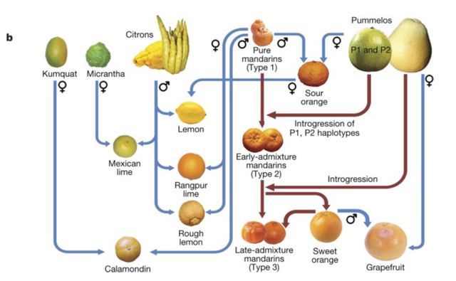 柚子是什么意思，柚子代表是什么意思（何以成为水果界的“谐音梗之王”）