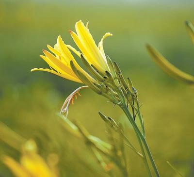 黄花香茶菜的功效与作用，黄花菜的作用和功能（黄花美，黄花香）