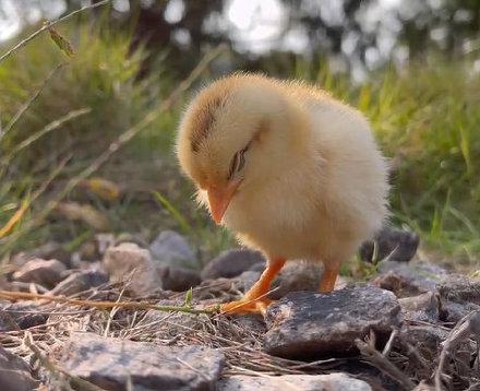 小鸡吃什么好 小鸡吃什么好养活