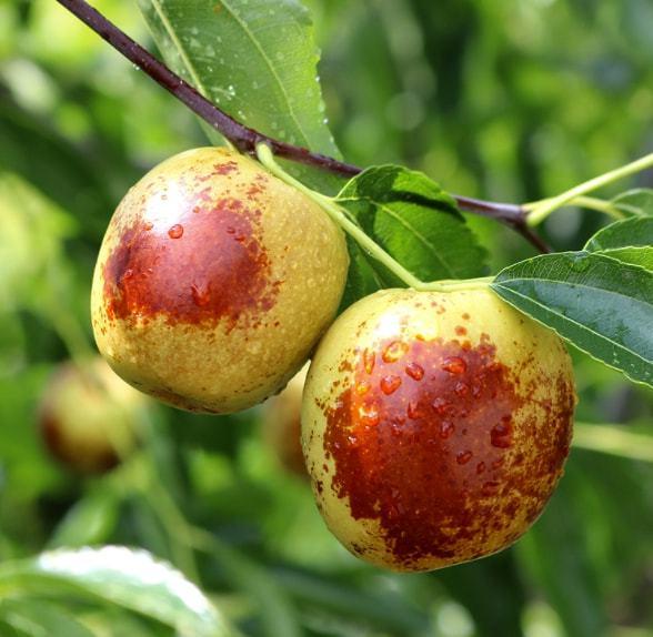 大枣的作用与功效，大枣的作用与功效及禁忌（“秋来红枣压枝繁”大枣解郁粥助你补脾安神）