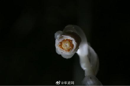 珍稀植物水晶兰现身重庆，发现珍稀植物水晶兰（酷似豌豆射手的珍稀植物现身重庆）