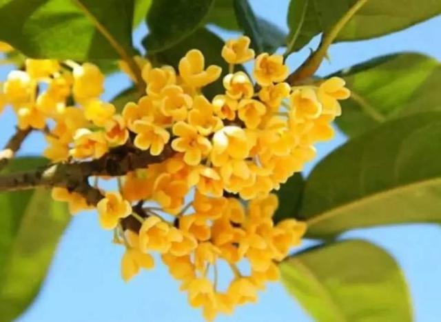 桂花什么季节开，梨花是什么季节开的（桂花为何迟迟不开）