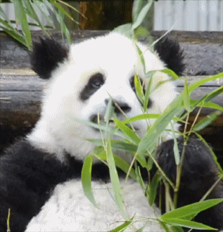 熊猫生活在什么地方?生活环境，大熊猫生活在什么地方（来四川，看大熊猫！）