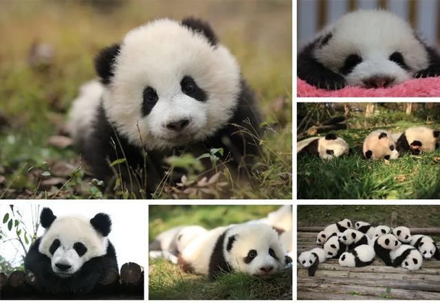 熊猫生活在什么地方?生活环境，大熊猫生活在什么地方（来四川，看大熊猫！）