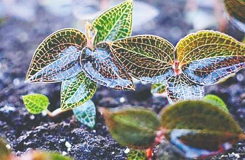 最大的热带雨林是哪里，世上最大的热带雨林是哪里（热带雨林有“双重身份”）