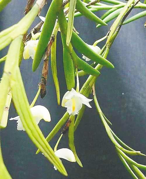 最大的热带雨林是哪里，世上最大的热带雨林是哪里（热带雨林有“双重身份”）