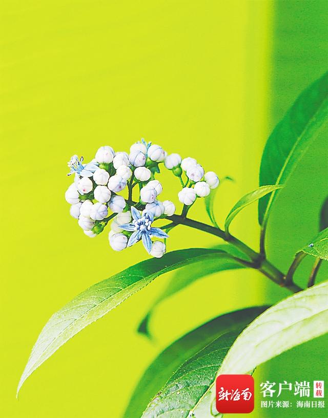 最大的热带雨林是哪里，世上最大的热带雨林是哪里（热带雨林有“双重身份”）