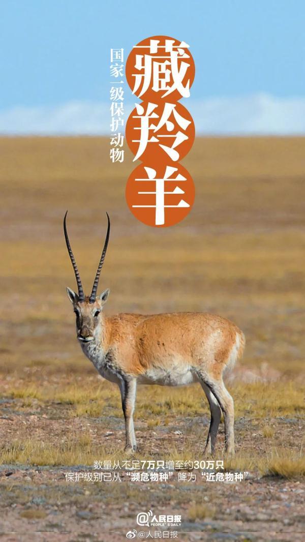 为什么长江译成yangtze，长江英文简介短文（它和“长三角”共享一个名字）