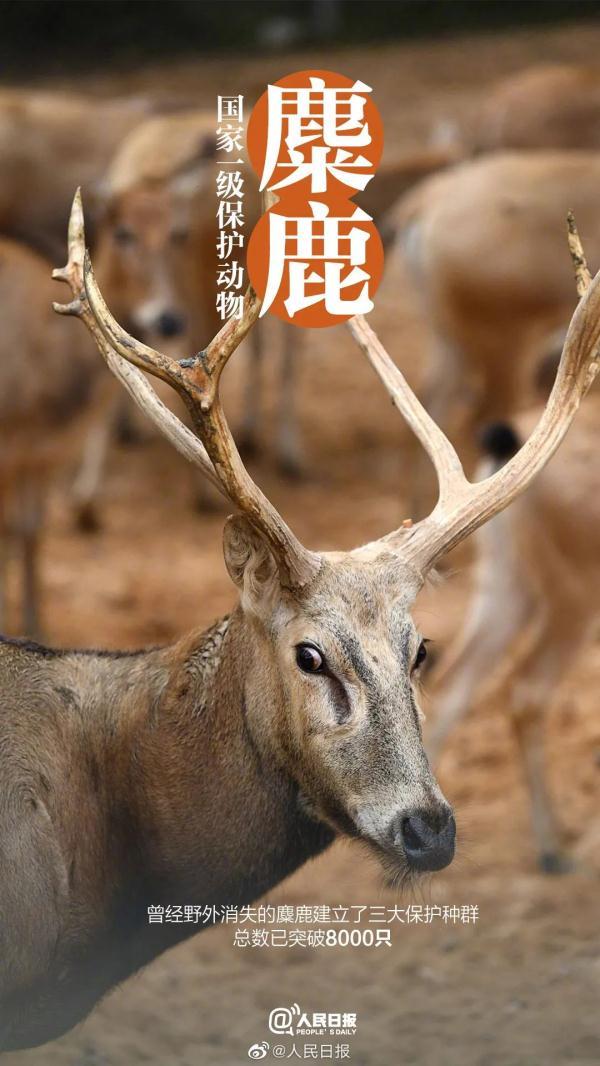 为什么长江译成yangtze，长江英文简介短文（它和“长三角”共享一个名字）