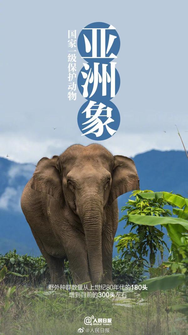 为什么长江译成yangtze，长江英文简介短文（它和“长三角”共享一个名字）