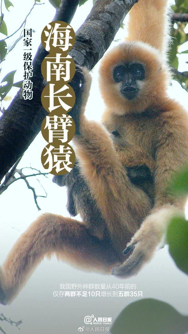 为什么长江译成yangtze，长江英文简介短文（它和“长三角”共享一个名字）