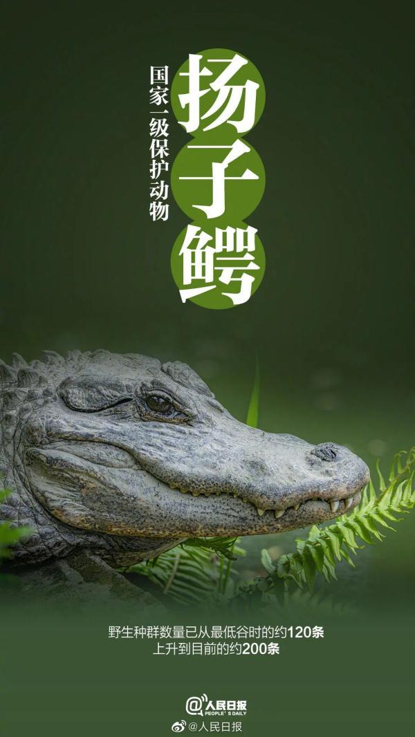 为什么长江译成yangtze，长江英文简介短文（它和“长三角”共享一个名字）