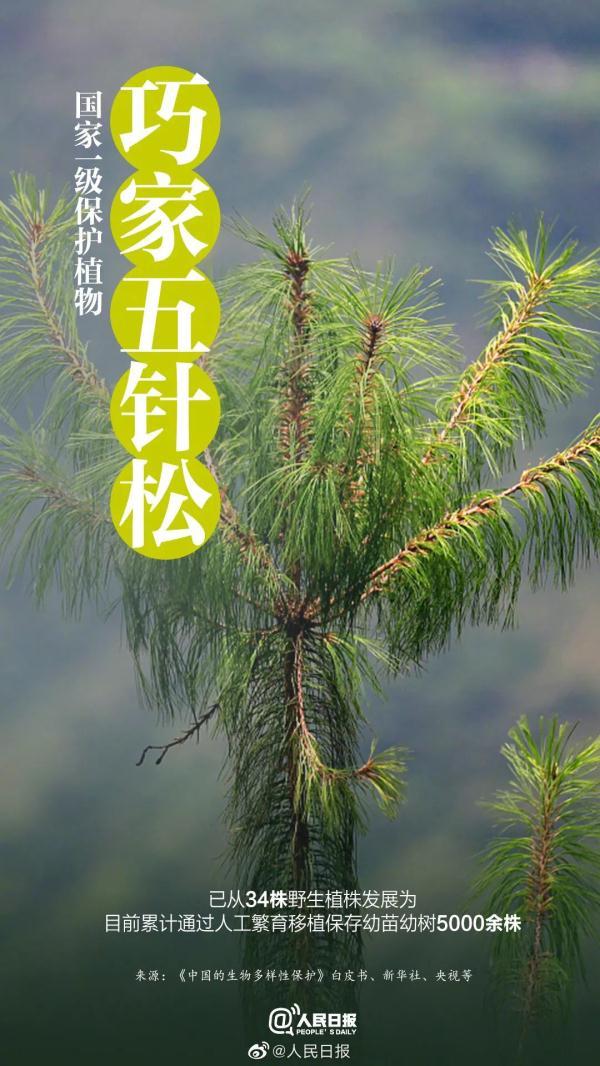 为什么长江译成yangtze，长江英文简介短文（它和“长三角”共享一个名字）