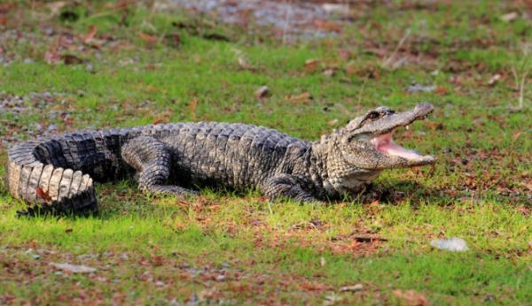为什么长江译成yangtze，长江英文简介短文（它和“长三角”共享一个名字）