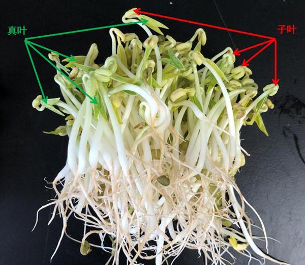 绿豆芽的功效与作用，绿豆芽的功效与作用及副作用（科普：黄帽子、绿帽子、红帽子）