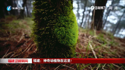 福建武夷山景区官宣：明起，免费