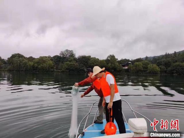西湖面积有多大，西湖有多大（浙江杭州西湖首次摸底鱼类多样性）
