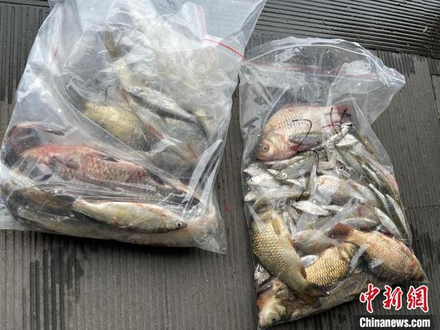 西湖面积有多大，西湖有多大（浙江杭州西湖首次摸底鱼类多样性）