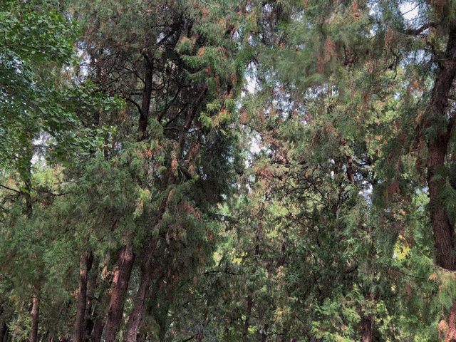 1像素等于多少毫米，像素和毫米怎么换算啊（Max影像测试）