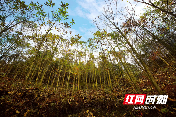 澧水发源地，澧水发源地在哪里（澧水之源”大灵山）
