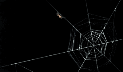 蜘蛛丝有毒吗，蜘蛛丝有毒吗图片（原来蜘蛛的丝不是吐出来的）