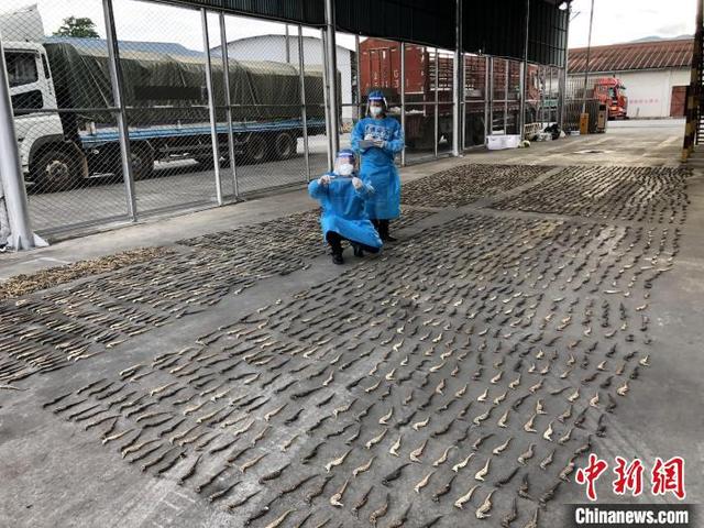 干海马，中缅边境畹町海关查获涉嫌走私海马干4381尾