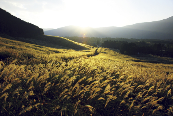 日本的美景，日本的美景作文200字（随手一拍都是风景大片图片）