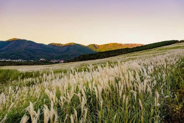 日本的美景，日本的美景作文200字（随手一拍都是风景大片图片）