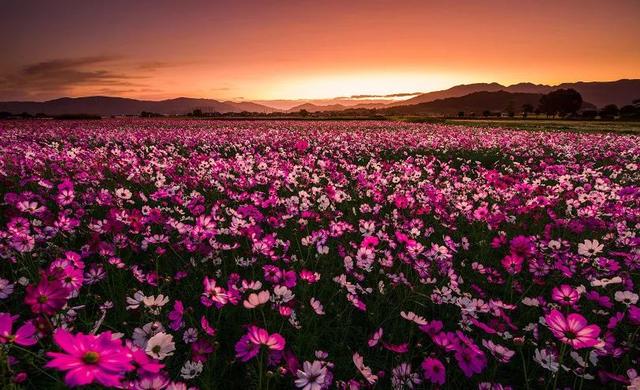 日本的美景，日本的美景作文200字（随手一拍都是风景大片图片）