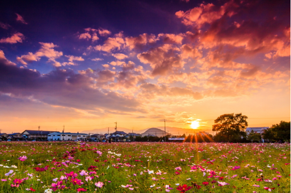 日本的美景，日本的美景作文200字（随手一拍都是风景大片图片）