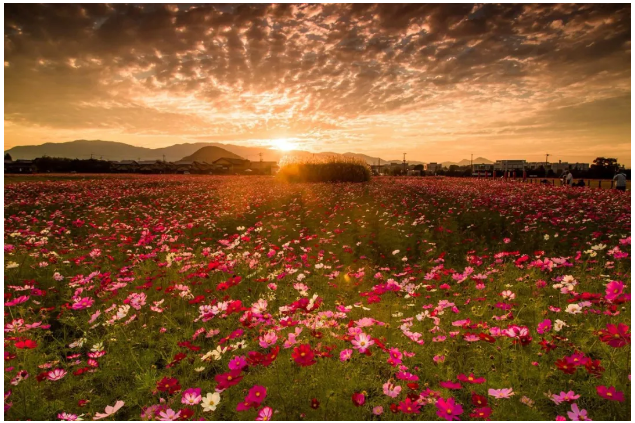 日本的美景，日本的美景作文200字（随手一拍都是风景大片图片）