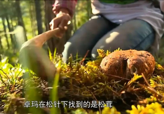 在坐与在座的区别，在座的还是在坐的（给人类学家带了怎样的考验）